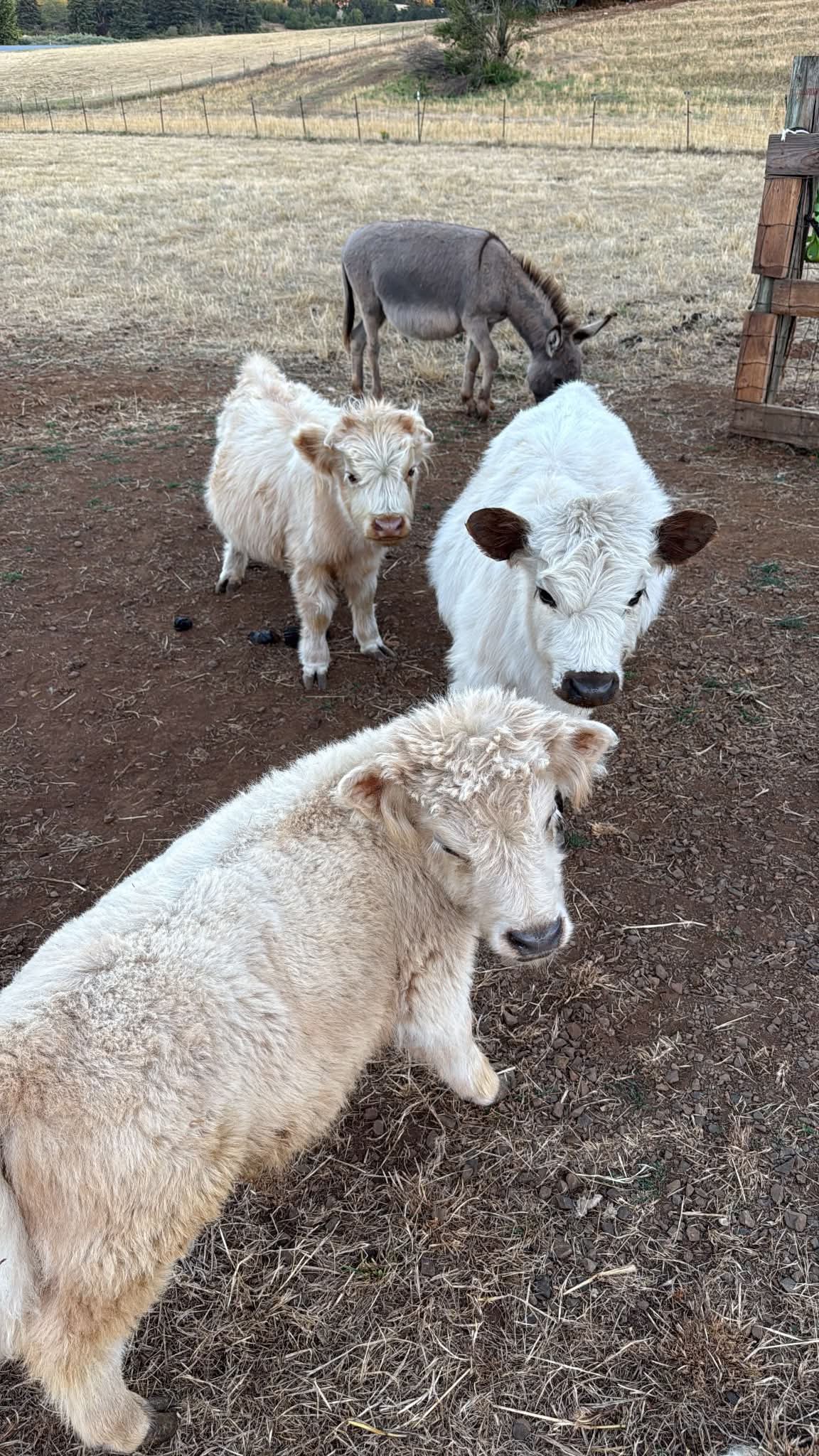 mini cows